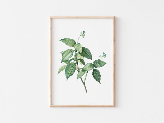 Vintage Tradescantia Print: Botanical Antique Wall Decor